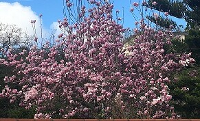ARBORETUM